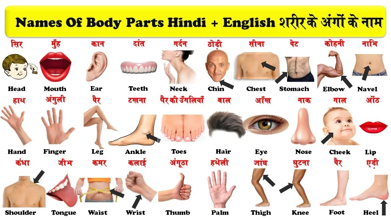 Body Parts Name in Hindi and English PDF Download