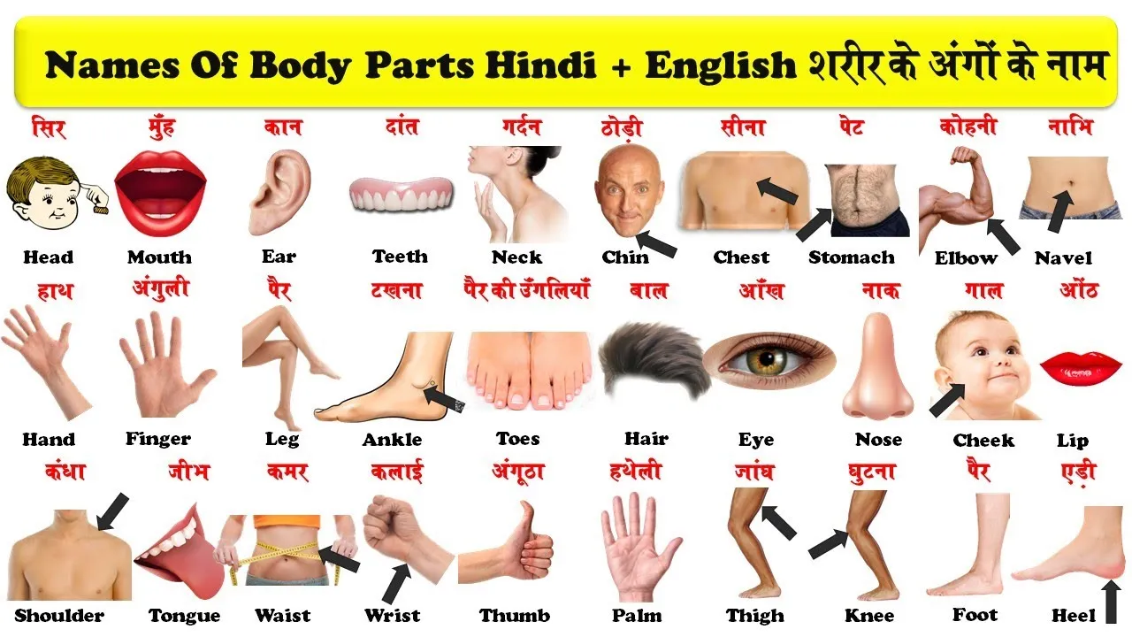 100 Body Parts Name In Hindi And English PDF Download Free 